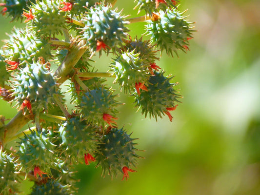 Why You Should Switch to Organic Castor Oil & How to Choose the Right One