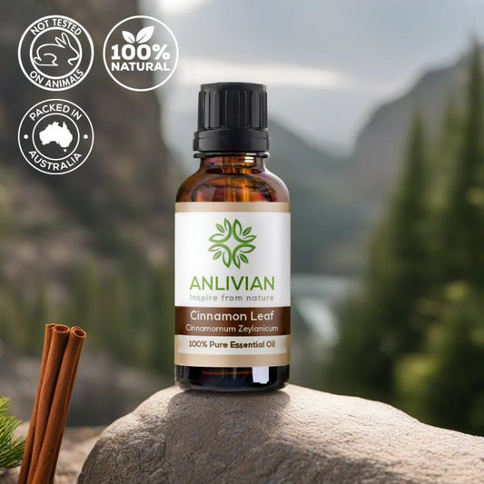 Anlivian cinnamon leaf essential oil bottle with cinnamon sticks on a rock, nature background